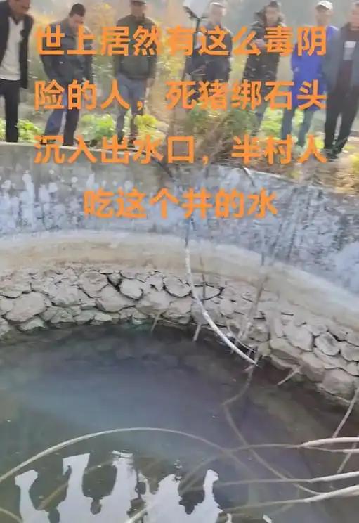 被绑石头的死猪该井供给了一半村民的饮用水